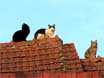 HODNě přiblížené kočky na střeše (Kliknutí zvětší)
