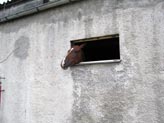 Vděčné téma fotografů: koně (Klikni pro zvětšení)