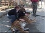 Tygr a dívky: videosnímek 1.920x1.080, 480kB (Klik zvětší)