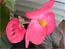 FS10: Foto-květ, Makro, 1,152x864; 348kB (Klik zvětší)