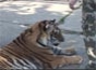 Tygr a lidé: videosnímek 1.920x1.080, 187kB (Klik zvětší)