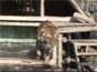 Tygří koupel: videosnímek 1.920x1.080, 198kB  (Klik zvětší)