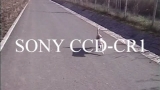 Edit klipů SONY CCD-CR1 RUVI